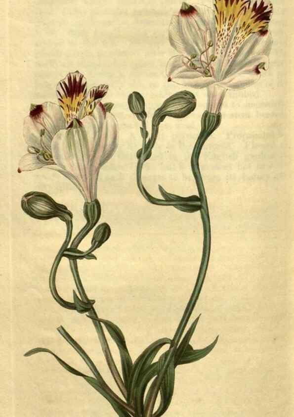 Reproducción/Reproduction 34381229553: Curtis's botanical magazine.. London ; New York [etc.] :Academic Press [etc.]