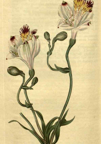 Reproducción/Reproduction 34381229553: Curtis's botanical magazine.. London ; New York [etc.] :Academic Press [etc.]