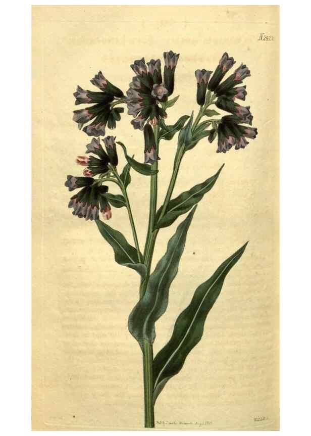 Reproducción/Reproduction 34381231083: Curtis's botanical magazine.. London ; New York [etc.] :Academic Press [etc.]