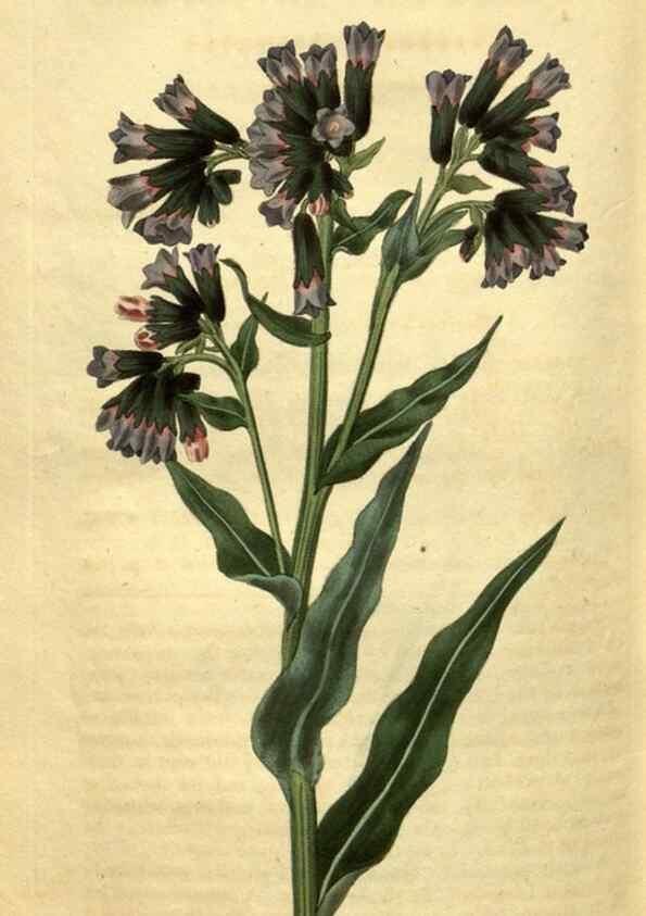 Reproducción/Reproduction 34381231083: Curtis's botanical magazine.. London ; New York [etc.] :Academic Press [etc.]