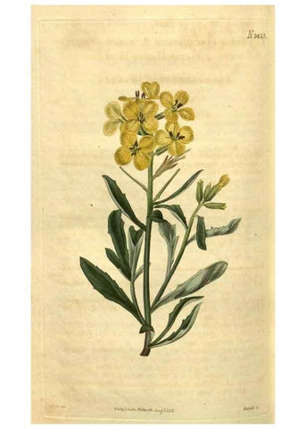 Reproducción/Reproduction 34381232343: Curtis's botanical magazine.. London ; New York [etc.] :Academic Press [etc.]