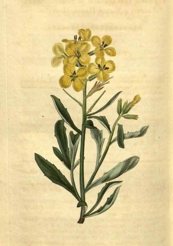 Reproducción/Reproduction 34381232343: Curtis's botanical magazine.. London ; New York [etc.] :Academic Press [etc.]