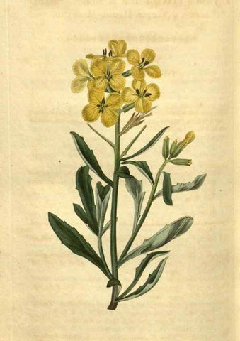 Reproducción/Reproduction 34381232343: Curtis's botanical magazine.. London ; New York [etc.] :Academic Press [etc.]