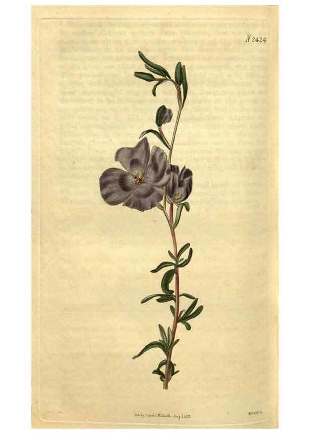 Reproducción/Reproduction 35025464872: Curtis's botanical magazine.. London ; New York [etc.] :Academic Press [etc.]