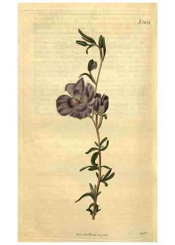 Reproducción/Reproduction 35025464872: Curtis's botanical magazine.. London ; New York [etc.] :Academic Press [etc.]