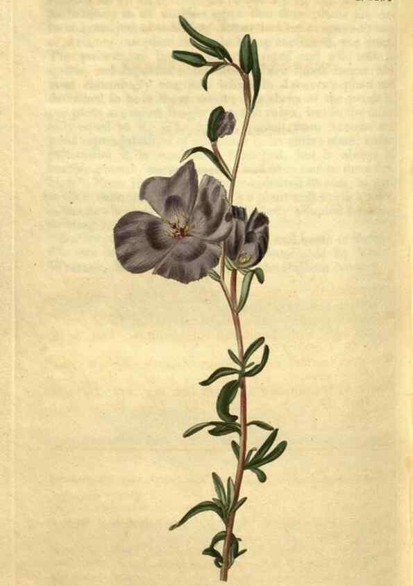 Reproducción/Reproduction 35025464872: Curtis's botanical magazine.. London ; New York [etc.] :Academic Press [etc.]