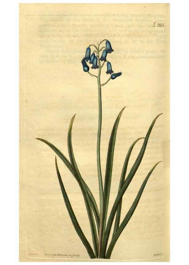 Reproducción/Reproduction 35025467352: Curtis's botanical magazine.. London ; New York [etc.] :Academic Press [etc.]