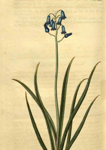 Reproducción/Reproduction 35025467352: Curtis's botanical magazine.. London ; New York [etc.] :Academic Press [etc.]