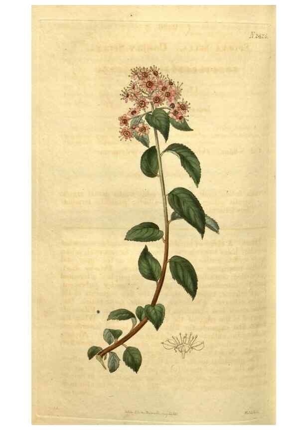 Reproducción/Reproduction 35060339241: Curtis's botanical magazine.. London ; New York [etc.] :Academic Press [etc.]