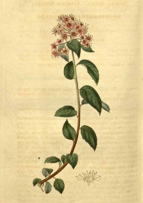 Reproducción/Reproduction 35060339241: Curtis's botanical magazine.. London ; New York [etc.] :Academic Press [etc.]