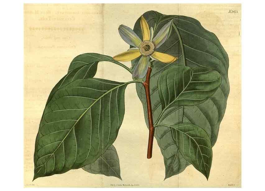 Reproducción/Reproduction 35060340881: Curtis's botanical magazine.. London ; New York [etc.] :Academic Press [etc.]