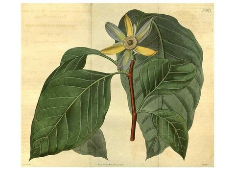 Reproducción/Reproduction 35060340881: Curtis's botanical magazine.. London ; New York [etc.] :Academic Press [etc.]