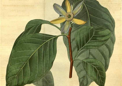 Reproducción/Reproduction 35060340881: Curtis's botanical magazine.. London ; New York [etc.] :Academic Press [etc.]