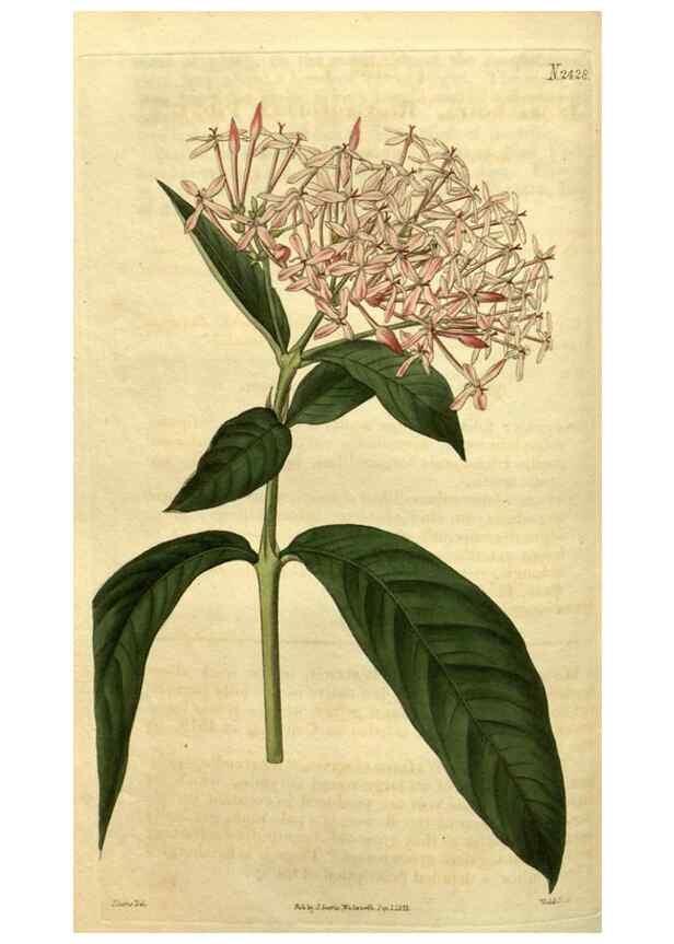 Reproducción/Reproduction 35060343451: Curtis's botanical magazine.. London ; New York [etc.] :Academic Press [etc.]