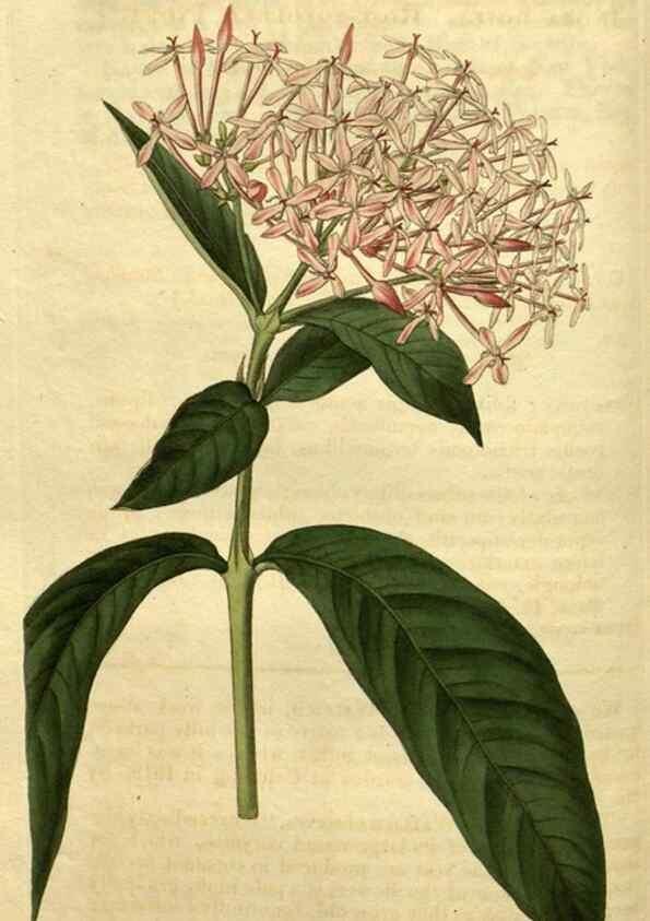 Reproducción/Reproduction 35060343451: Curtis's botanical magazine.. London ; New York [etc.] :Academic Press [etc.]