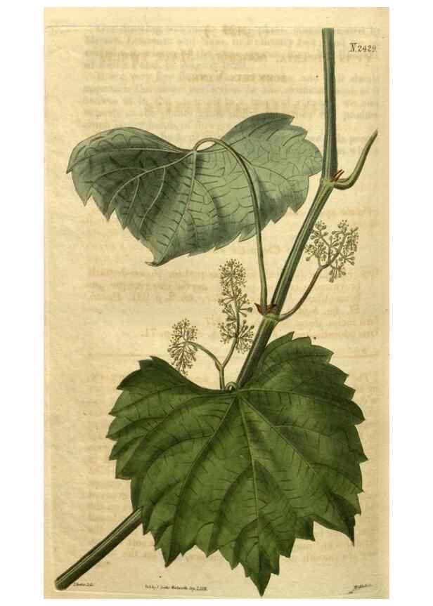Reproducción/Reproduction 34346153364: Curtis's botanical magazine.. London ; New York [etc.] :Academic Press [etc.]