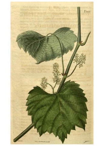 Reproducción/Reproduction 34346153364: Curtis's botanical magazine.. London ; New York [etc.] :Academic Press [etc.]