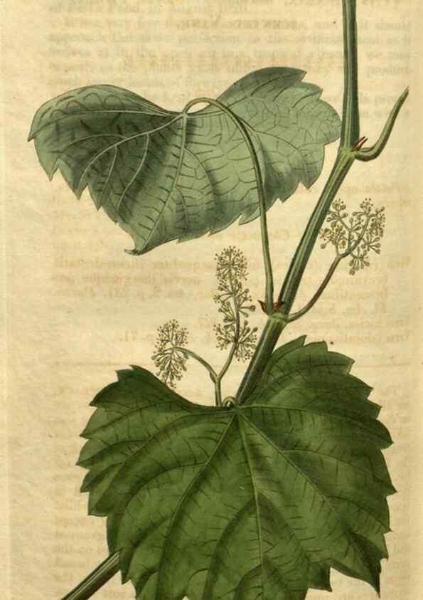 Reproducción/Reproduction 34346153364: Curtis's botanical magazine.. London ; New York [etc.] :Academic Press [etc.]