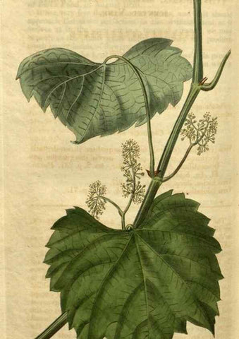 Reproducción/Reproduction 34346153364: Curtis's botanical magazine.. London ; New York [etc.] :Academic Press [etc.]