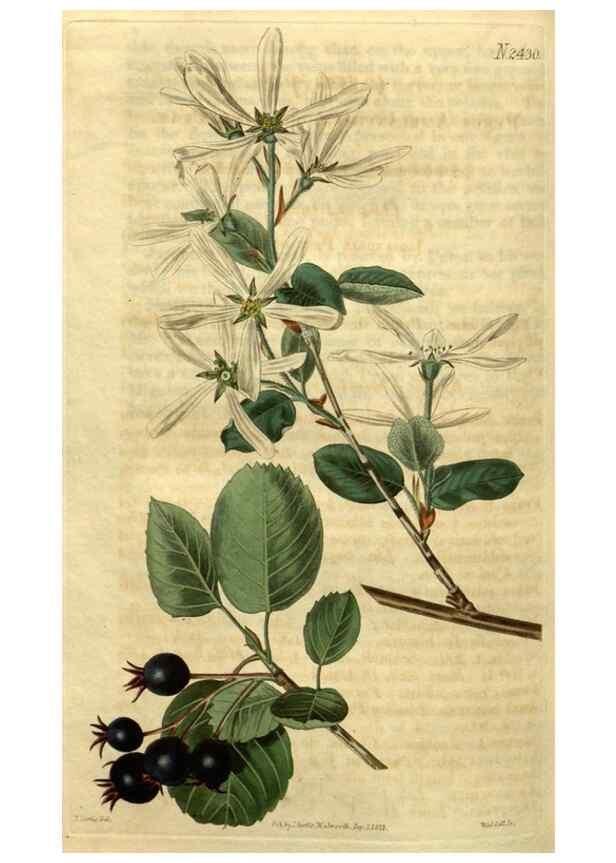 Reproducción/Reproduction 35025473202: Curtis's botanical magazine.. London ; New York [etc.] :Academic Press [etc.]