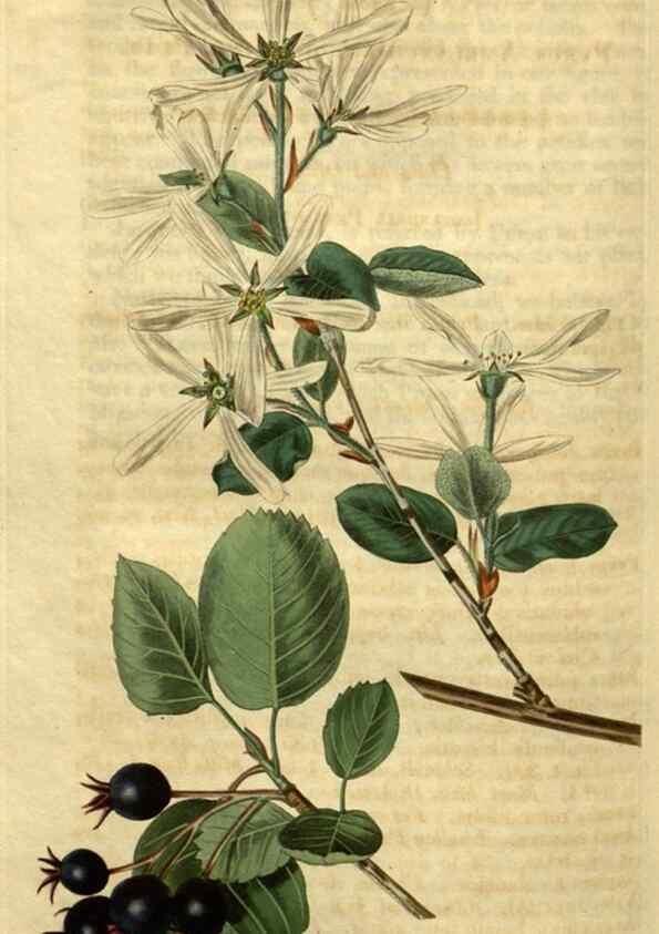 Reproducción/Reproduction 35025473202: Curtis's botanical magazine.. London ; New York [etc.] :Academic Press [etc.]