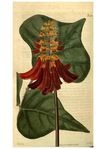 Reproducción/Reproduction 35025474682: Curtis's botanical magazine.. London ; New York [etc.] :Academic Press [etc.]