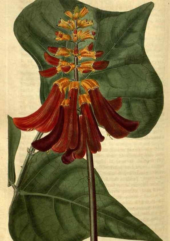 Reproducción/Reproduction 35025474682: Curtis's botanical magazine.. London ; New York [etc.] :Academic Press [etc.]