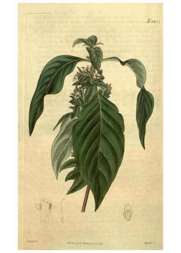 Reproducción/Reproduction 35025476982: Curtis's botanical magazine.. London ; New York [etc.] :Academic Press [etc.]