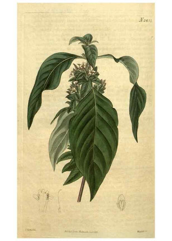 Reproducción/Reproduction 35025476982: Curtis's botanical magazine.. London ; New York [etc.] :Academic Press [etc.]