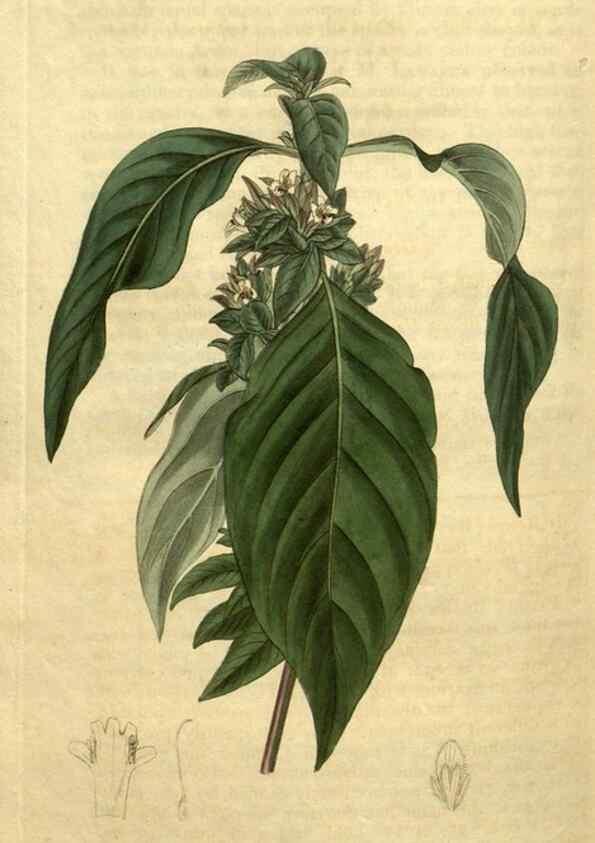 Reproducción/Reproduction 35025476982: Curtis's botanical magazine.. London ; New York [etc.] :Academic Press [etc.]