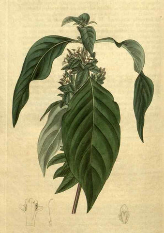 Reproducción/Reproduction 35025476982: Curtis's botanical magazine.. London ; New York [etc.] :Academic Press [etc.]