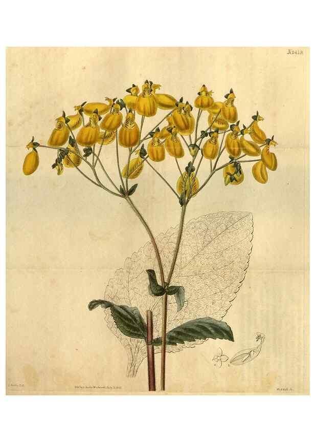 Reproducción/Reproduction 34381224093: Curtis's botanical magazine.. London ; New York [etc.] :Academic Press [etc.]
