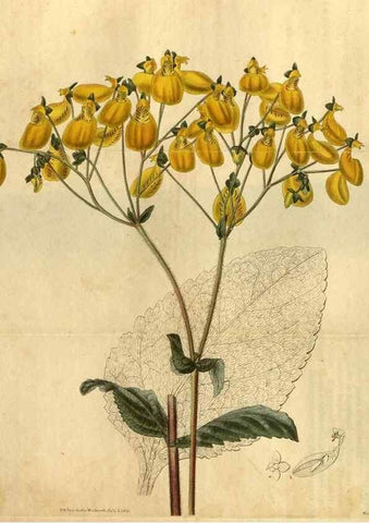 Reproducción/Reproduction 34381224093: Curtis's botanical magazine.. London ; New York [etc.] :Academic Press [etc.]