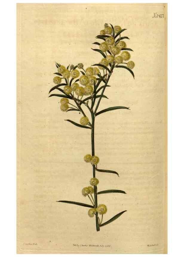 Reproducción/Reproduction 35025452362: Curtis's botanical magazine.. London ; New York [etc.] :Academic Press [etc.]