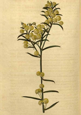 Reproducción/Reproduction 35025452362: Curtis's botanical magazine.. London ; New York [etc.] :Academic Press [etc.]