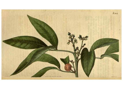 Reproducción/Reproduction 35025451282: Curtis's botanical magazine.. London ; New York [etc.] :Academic Press [etc.]