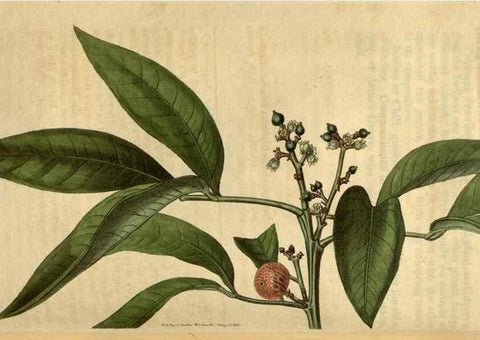 Reproducción/Reproduction 35025451282: Curtis's botanical magazine.. London ; New York [etc.] :Academic Press [etc.]