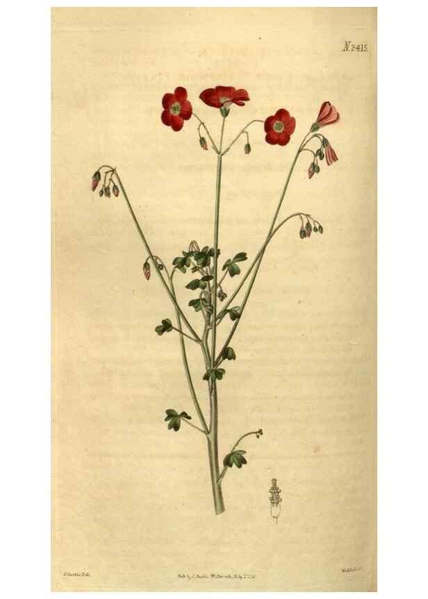Reproducción/Reproduction 35025450362: Curtis's botanical magazine.. London ; New York [etc.] :Academic Press [etc.]