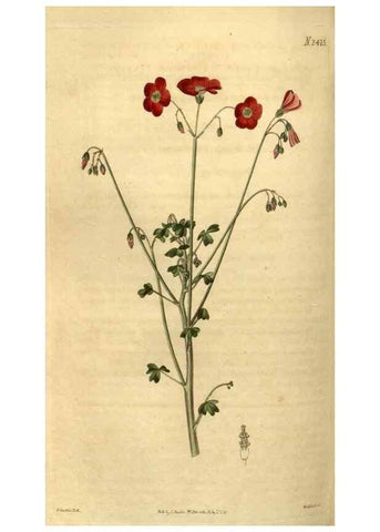 Reproducción/Reproduction 35025450362: Curtis's botanical magazine.. London ; New York [etc.] :Academic Press [etc.]