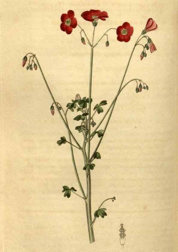 Reproducción/Reproduction 35025450362: Curtis's botanical magazine.. London ; New York [etc.] :Academic Press [etc.]