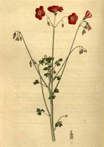 Reproducción/Reproduction 35025450362: Curtis's botanical magazine.. London ; New York [etc.] :Academic Press [etc.]