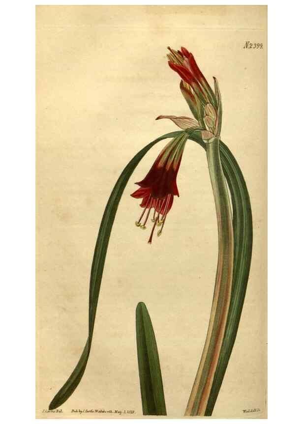 Reproducción/Reproduction 35190720585: Curtis's botanical magazine.. London ; New York [etc.] :Academic Press [etc.]
