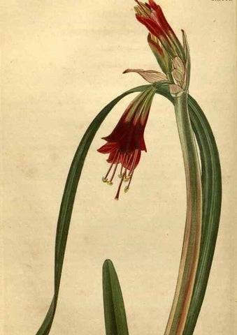 Reproducción/Reproduction 35190720585: Curtis's botanical magazine.. London ; New York [etc.] :Academic Press [etc.]