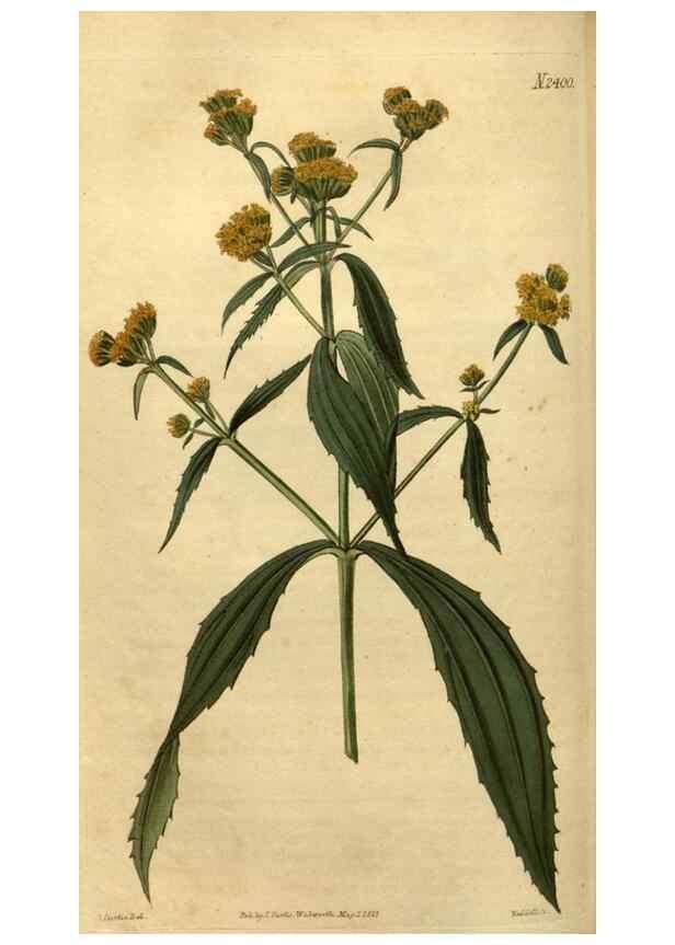 Reproducción/Reproduction 35190721965: Curtis's botanical magazine.. London ; New York [etc.] :Academic Press [etc.]
