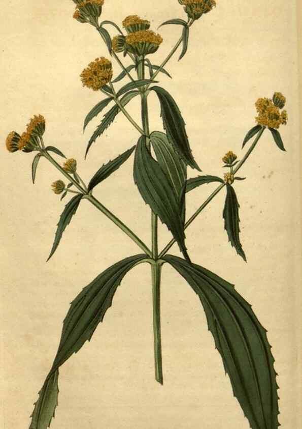 Reproducción/Reproduction 35190721965: Curtis's botanical magazine.. London ; New York [etc.] :Academic Press [etc.]