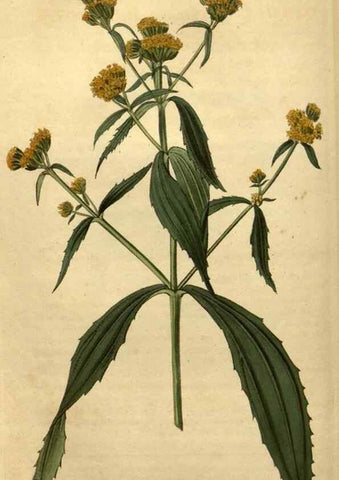 Reproducción/Reproduction 35190721965: Curtis's botanical magazine.. London ; New York [etc.] :Academic Press [etc.]