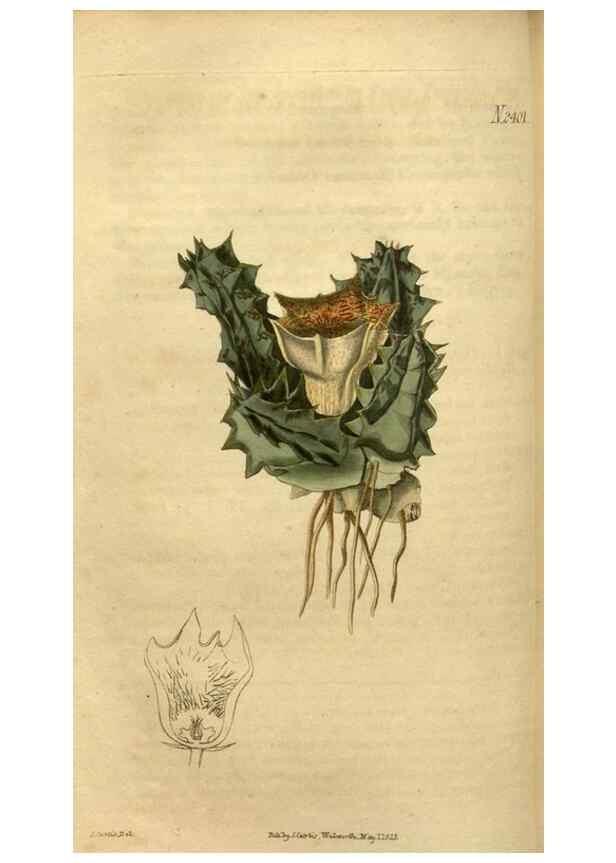 Reproducción/Reproduction 35190723245: Curtis's botanical magazine.. London ; New York [etc.] :Academic Press [etc.]
