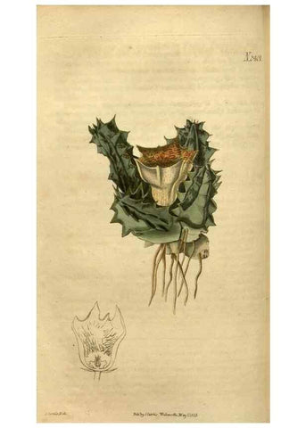 Reproducción/Reproduction 35190723245: Curtis's botanical magazine.. London ; New York [etc.] :Academic Press [etc.]