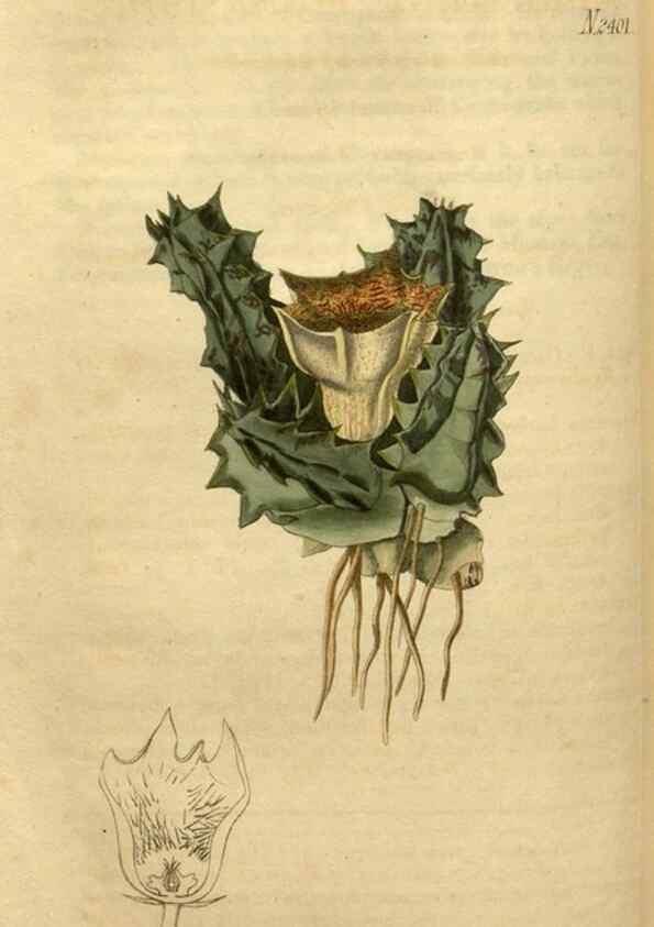 Reproducción/Reproduction 35190723245: Curtis's botanical magazine.. London ; New York [etc.] :Academic Press [etc.]