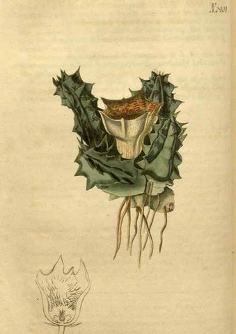 Reproducción/Reproduction 35190723245: Curtis's botanical magazine.. London ; New York [etc.] :Academic Press [etc.]
